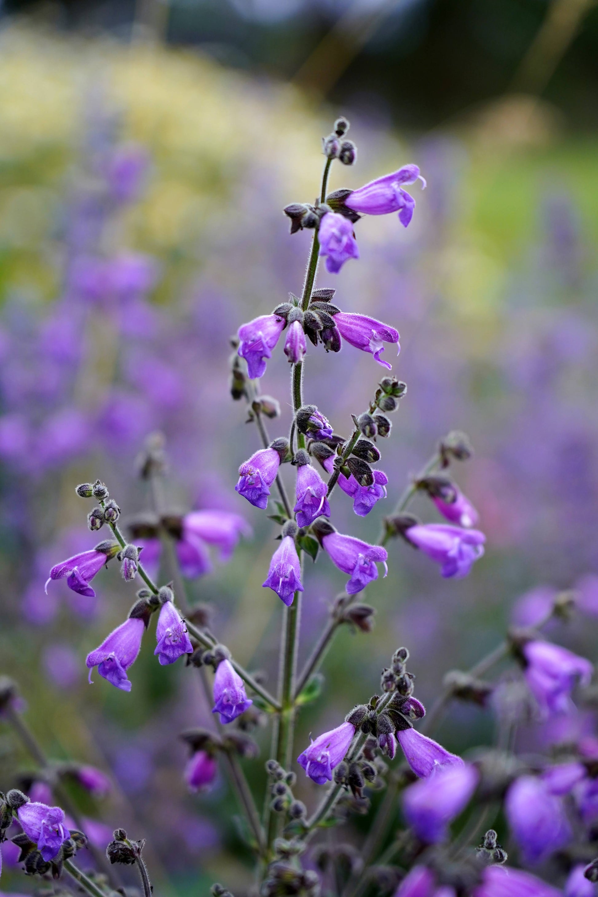 Salvia hians - Himalayan Blue Sage