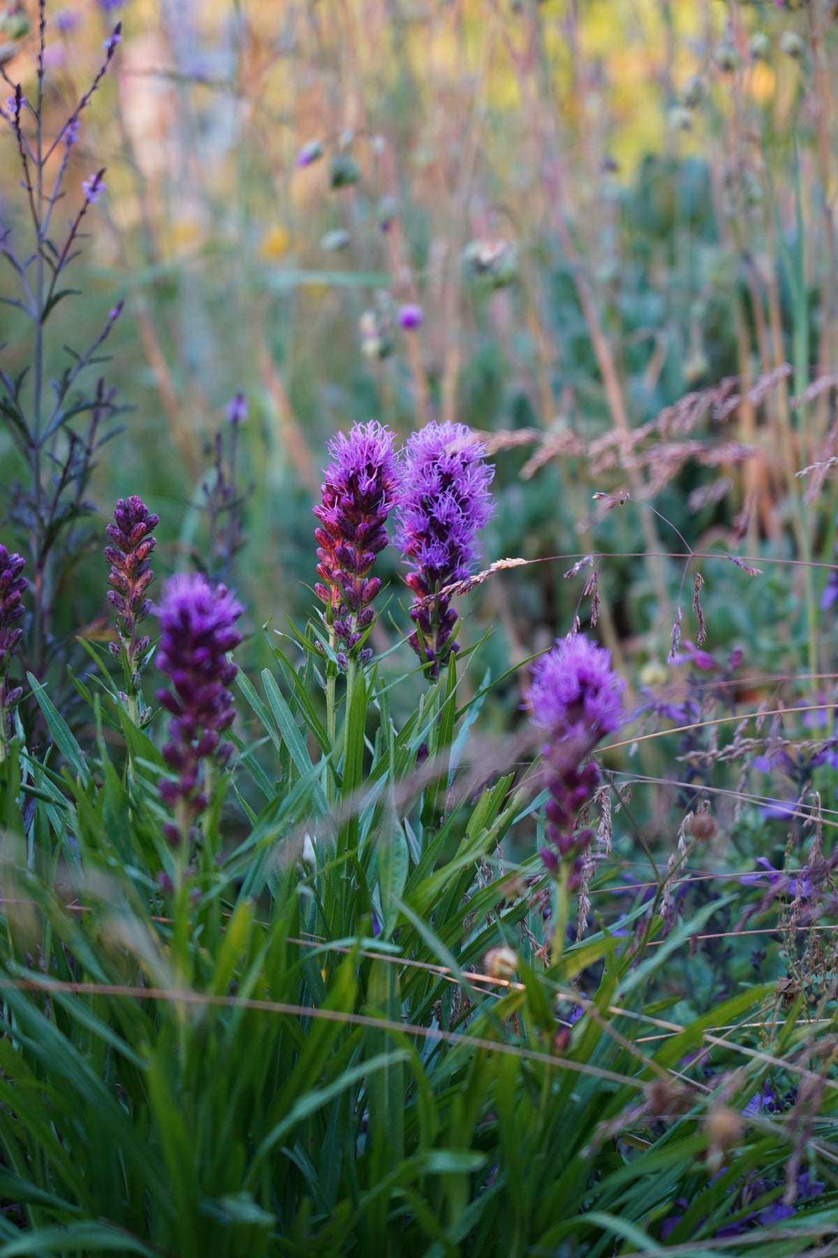 Liatris spicata