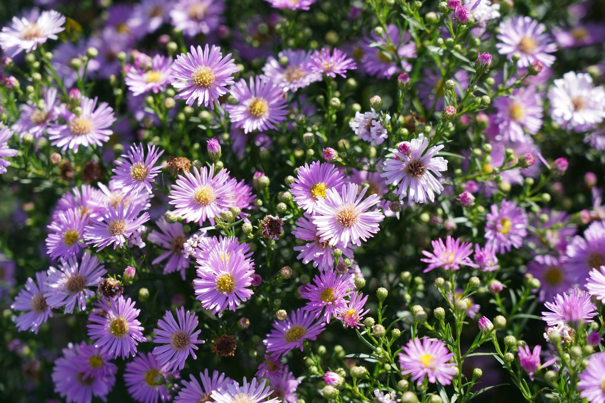 Symphyotrichum (Aster) 'Pink Star'