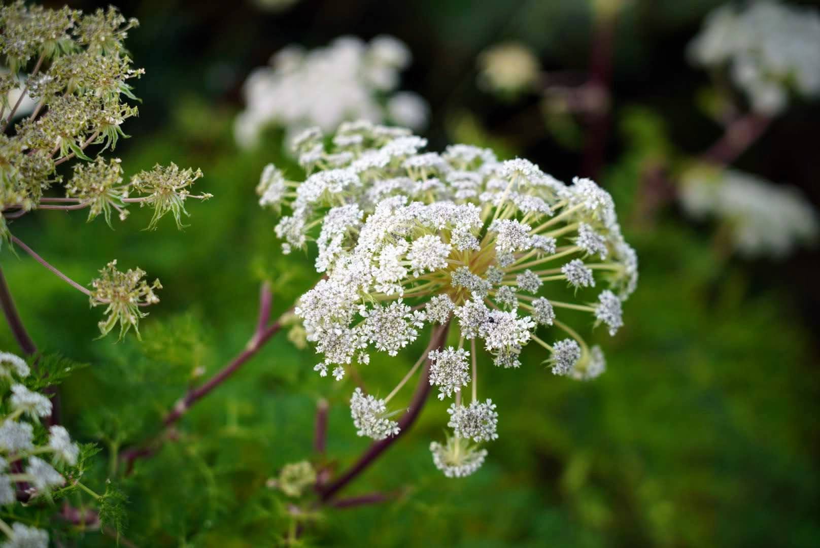 Ligusticopsis wallichiana - Wallich milk parsley