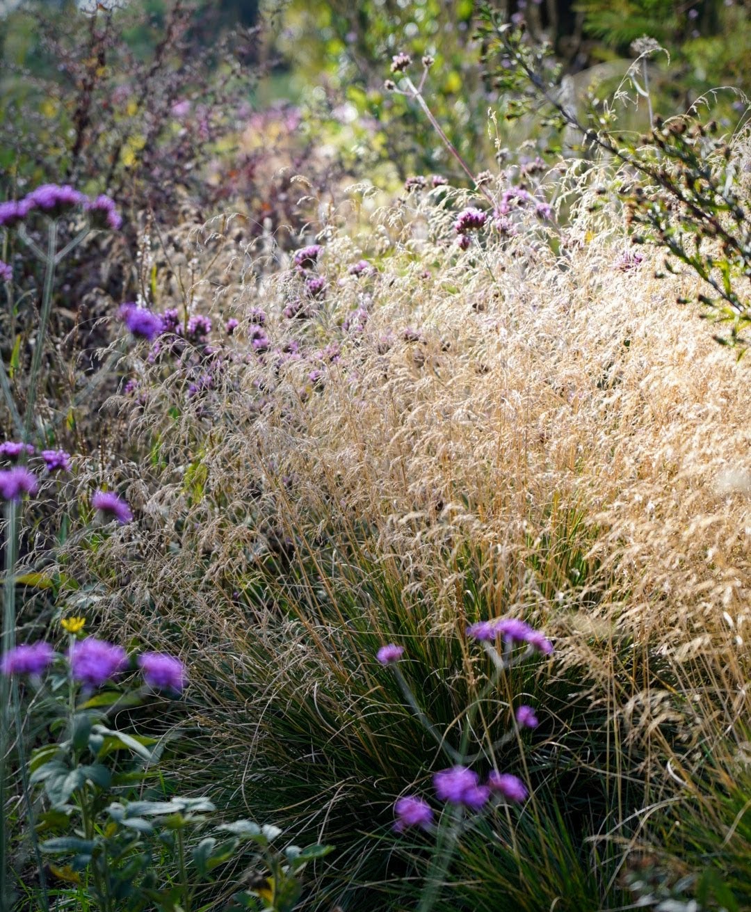 Deschampsia cespitosa