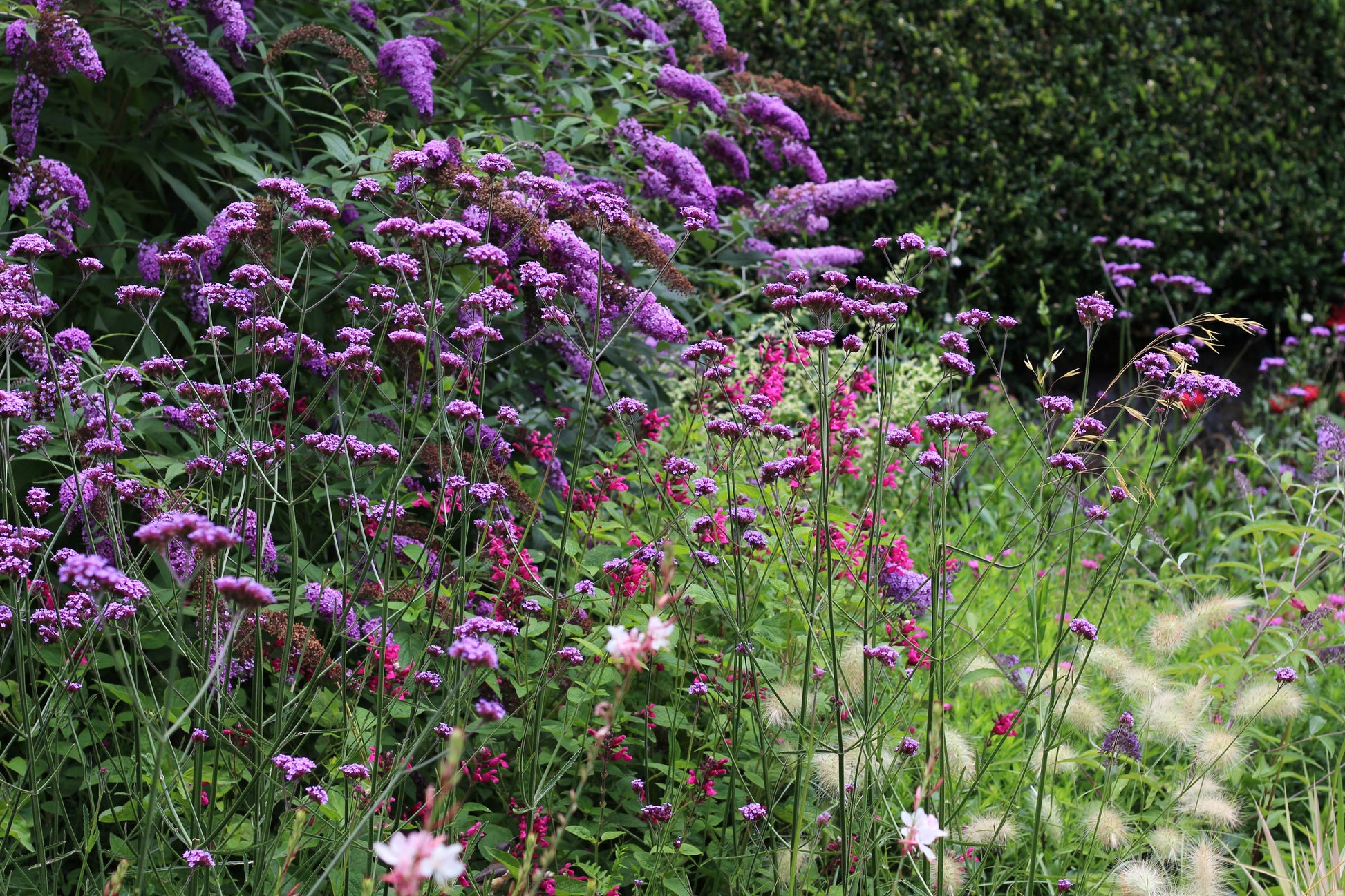 Verbena Bonariensis