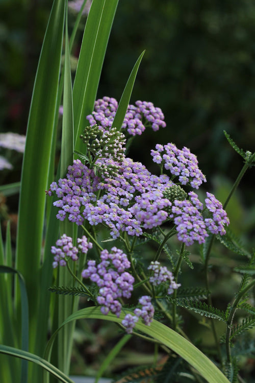 Achillea millefolium 'Cerise Queen'