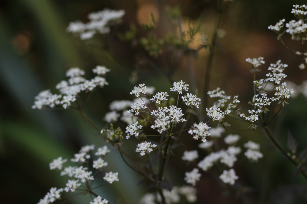 Anthriscus sylvestris 'Ravenswing'