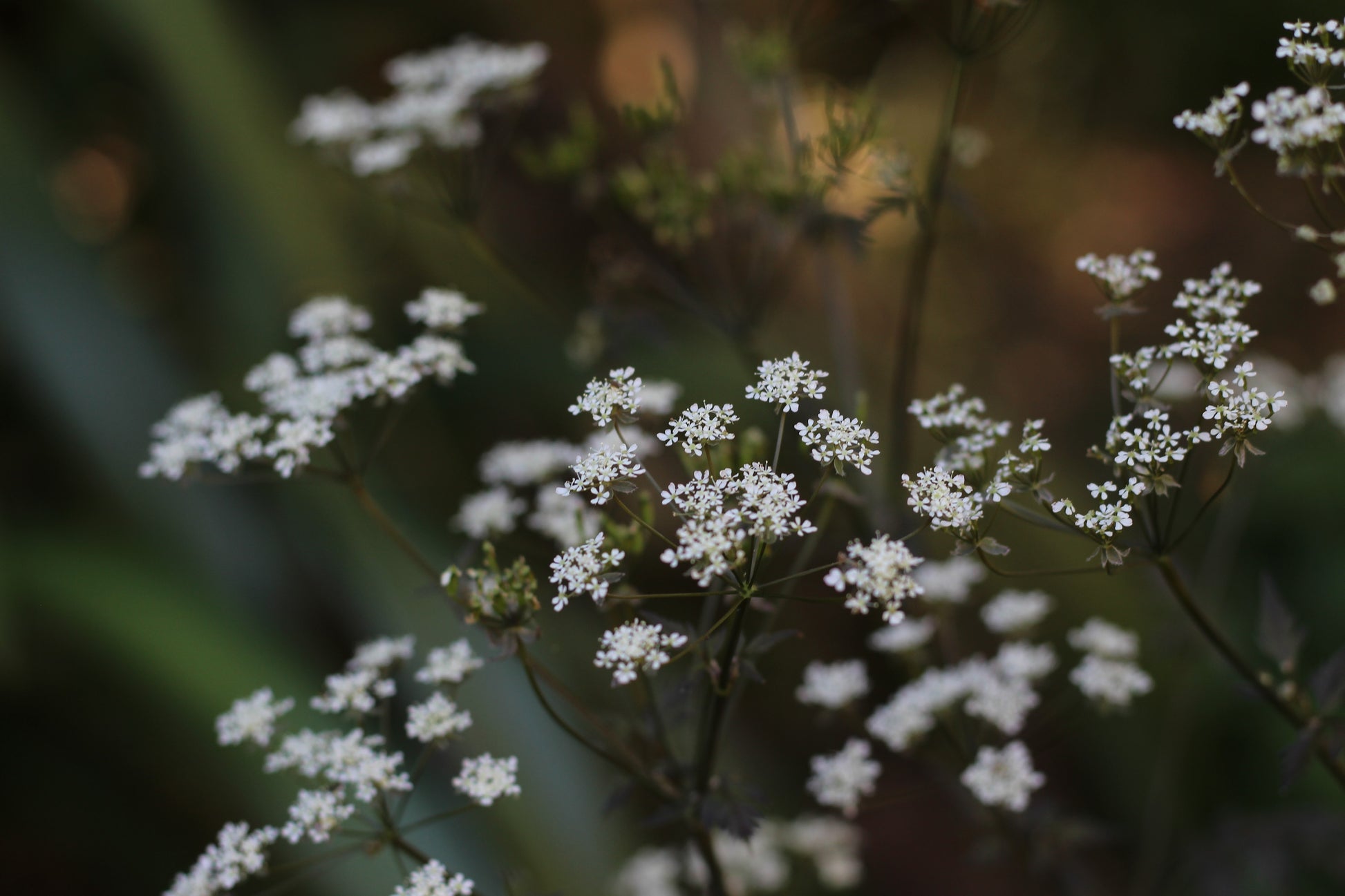 Anthriscus sylvestris 'Ravenswing'