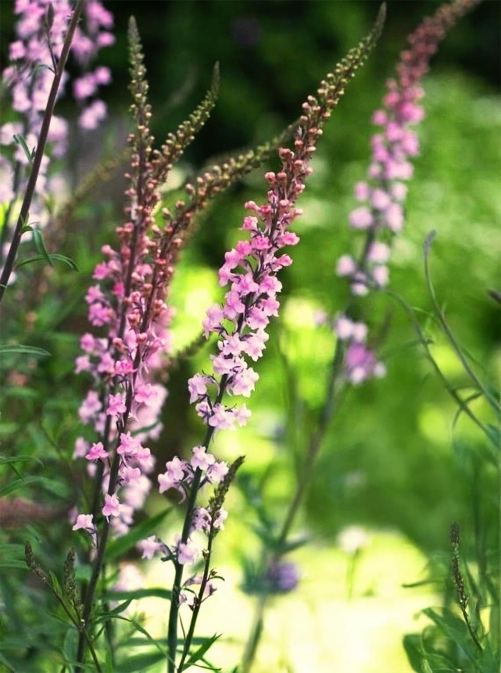 Linaria purpurea