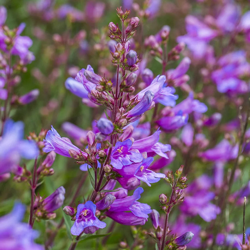 Penstemon ‘Catherine de la Mare’