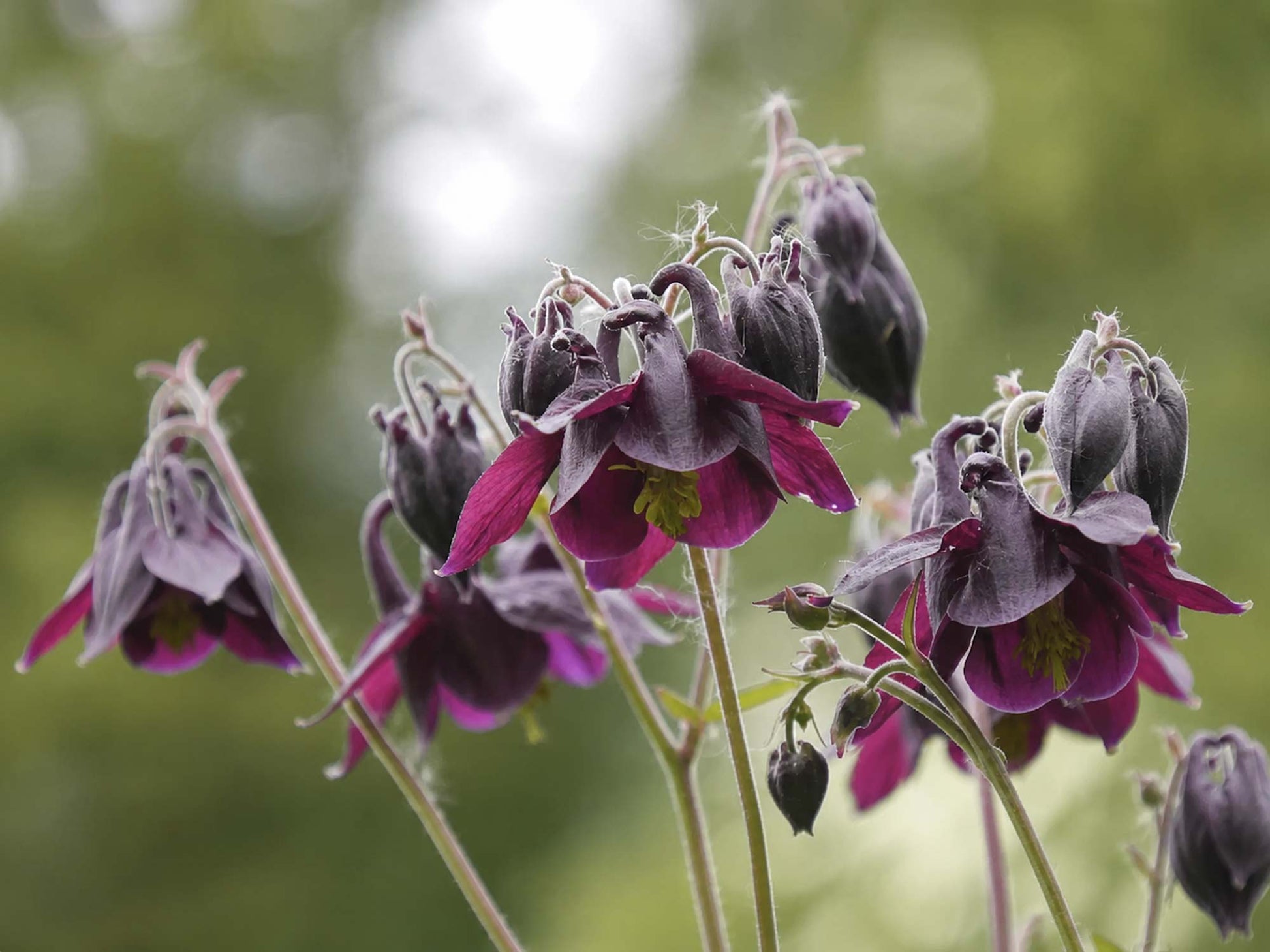 Aquilegia atrata - The Dark Columbine
