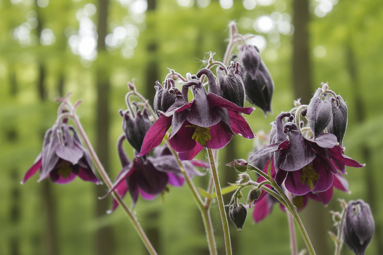 Aquilegia atrata - The Dark Columbine