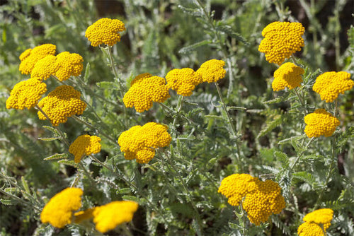 Achillea clypeolata