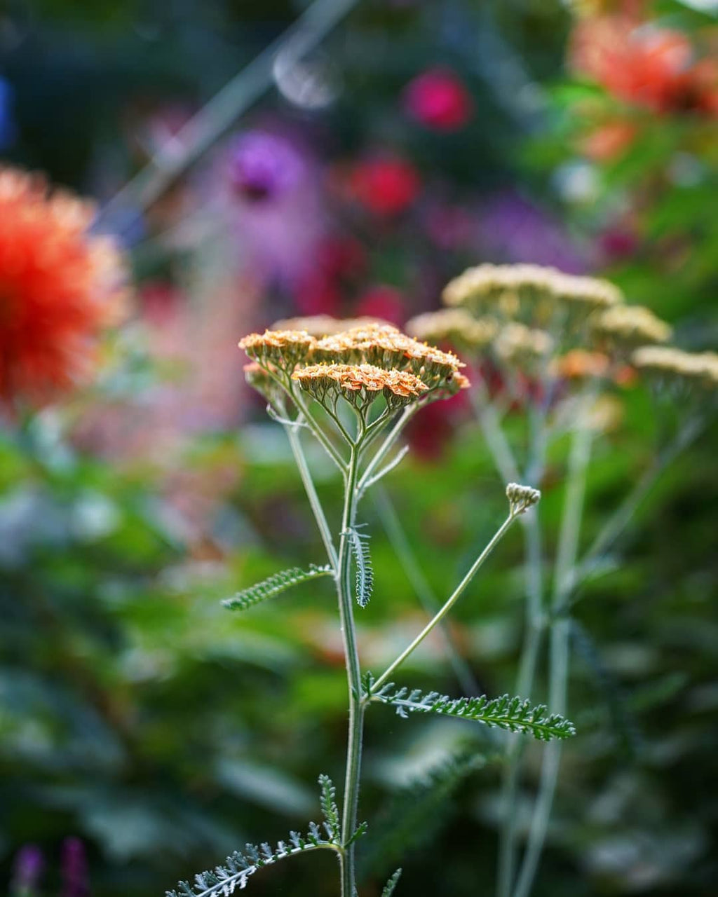 Achillea 'Terracotta'