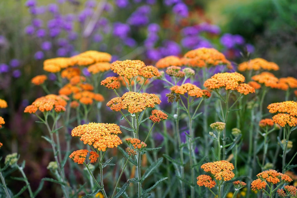 Achillea 'Terracotta'