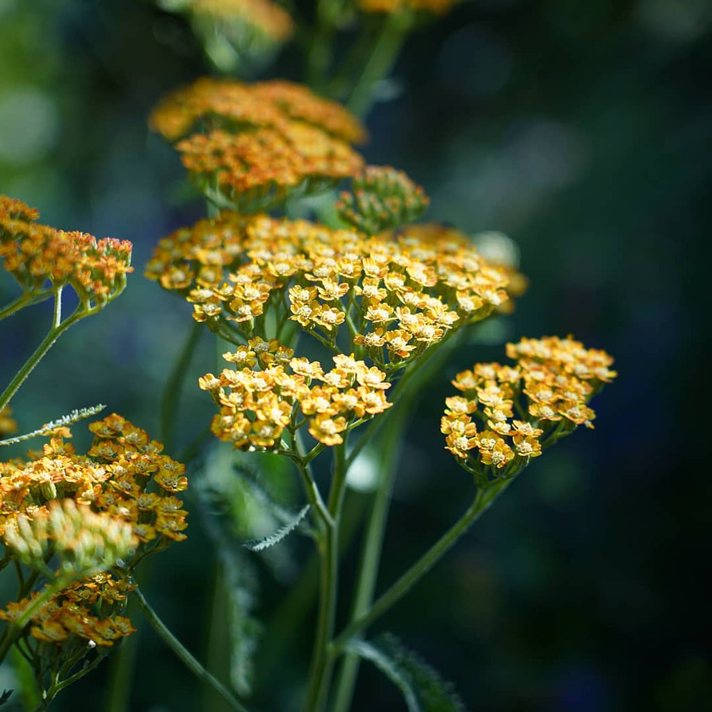 Achillea 'Terracotta'