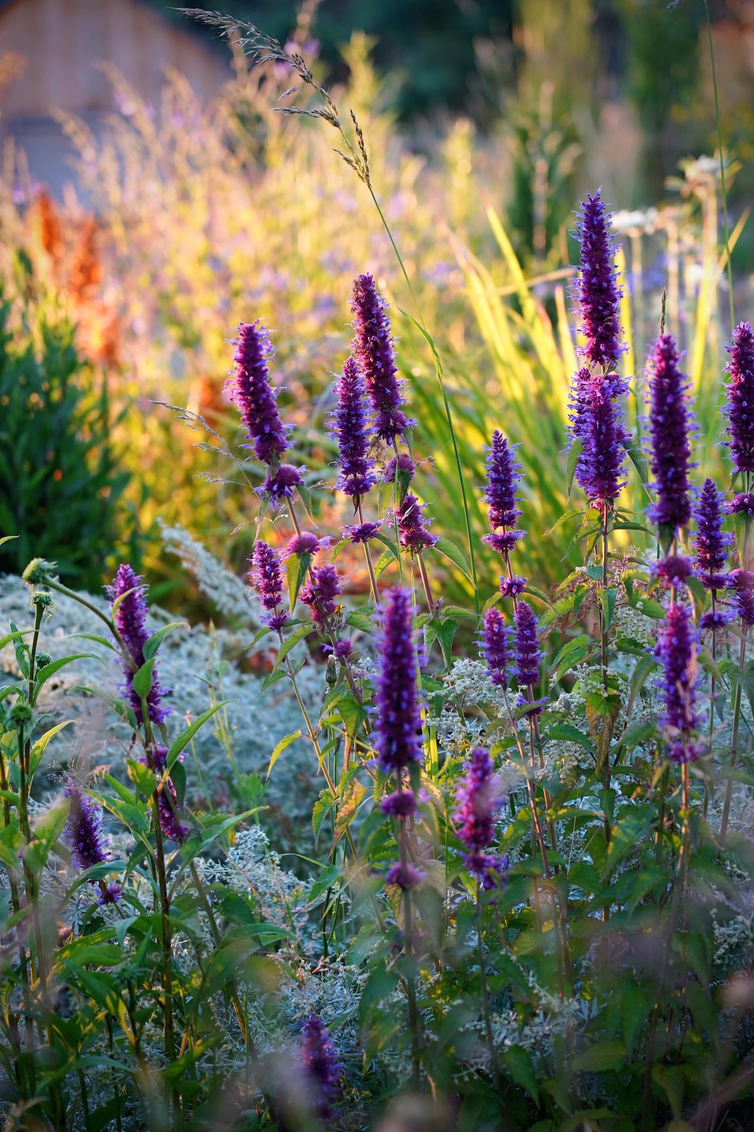 Agastache 'Blue Boa'