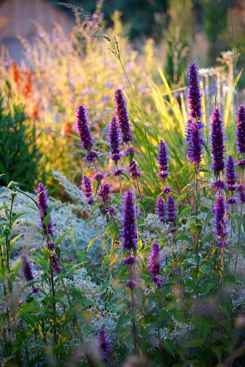 Agastache 'Blue Boa'