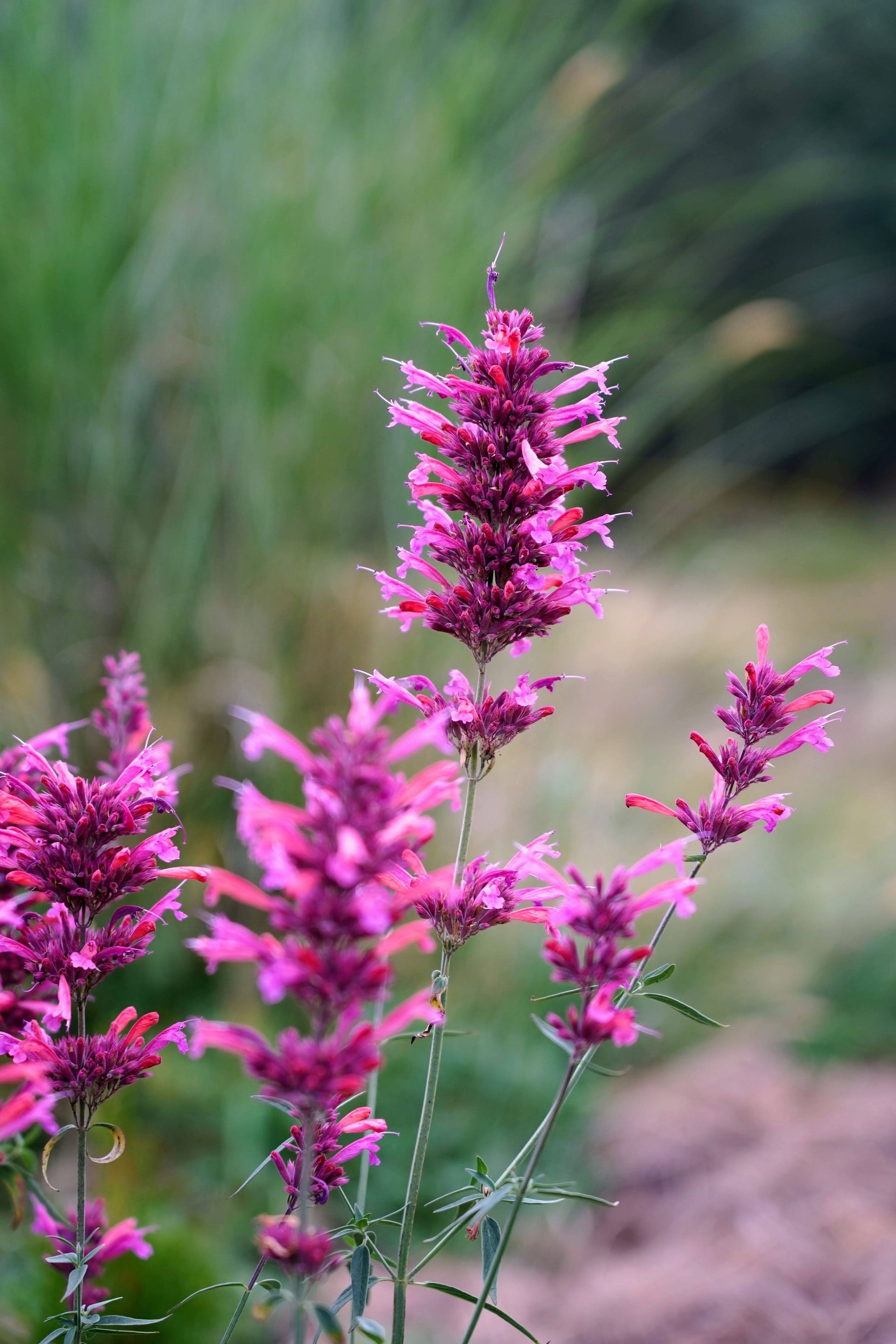 Agastache 'Nadine'