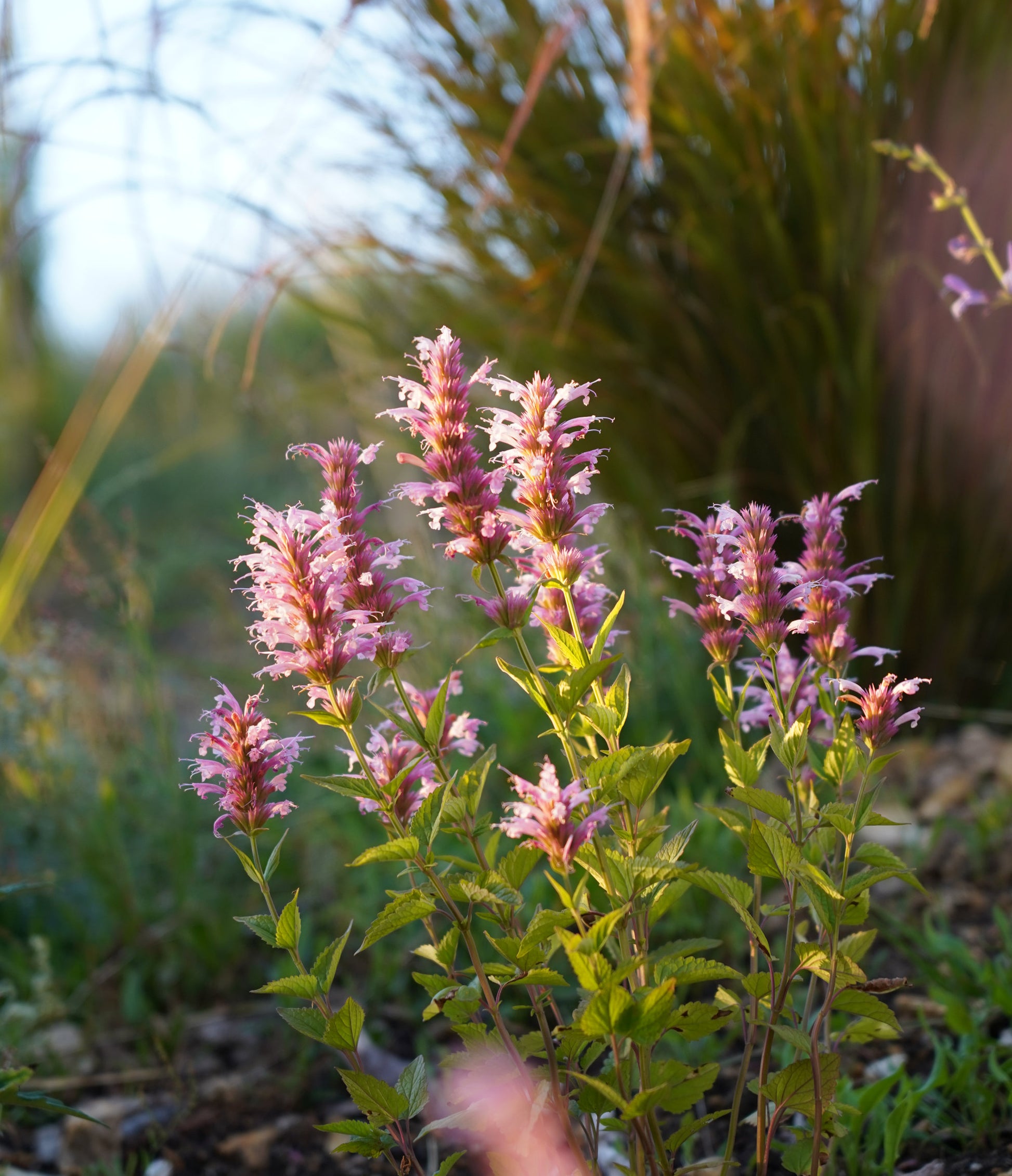 Agastache 'Pink Fortune'