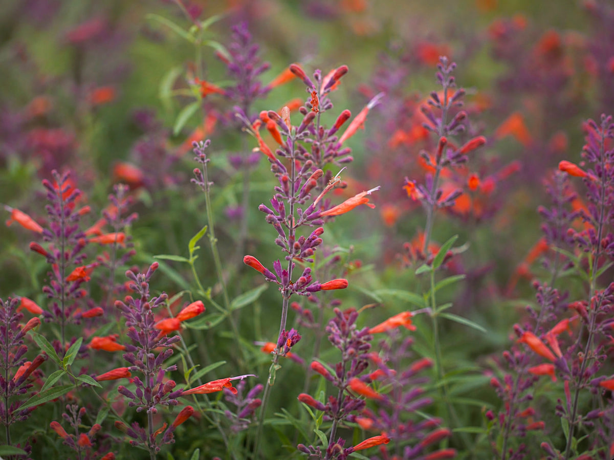 Agastache rupestris 'Apache Sunset'
