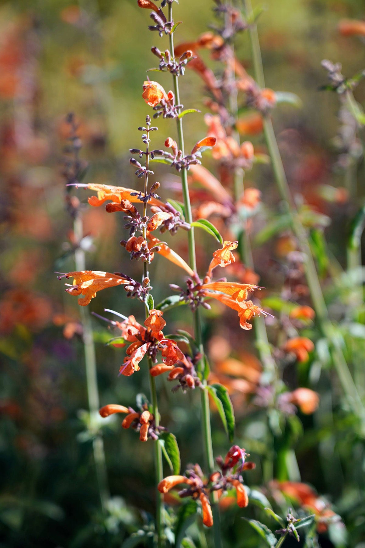 Agastache aurantiaca ‘Copper Rose’