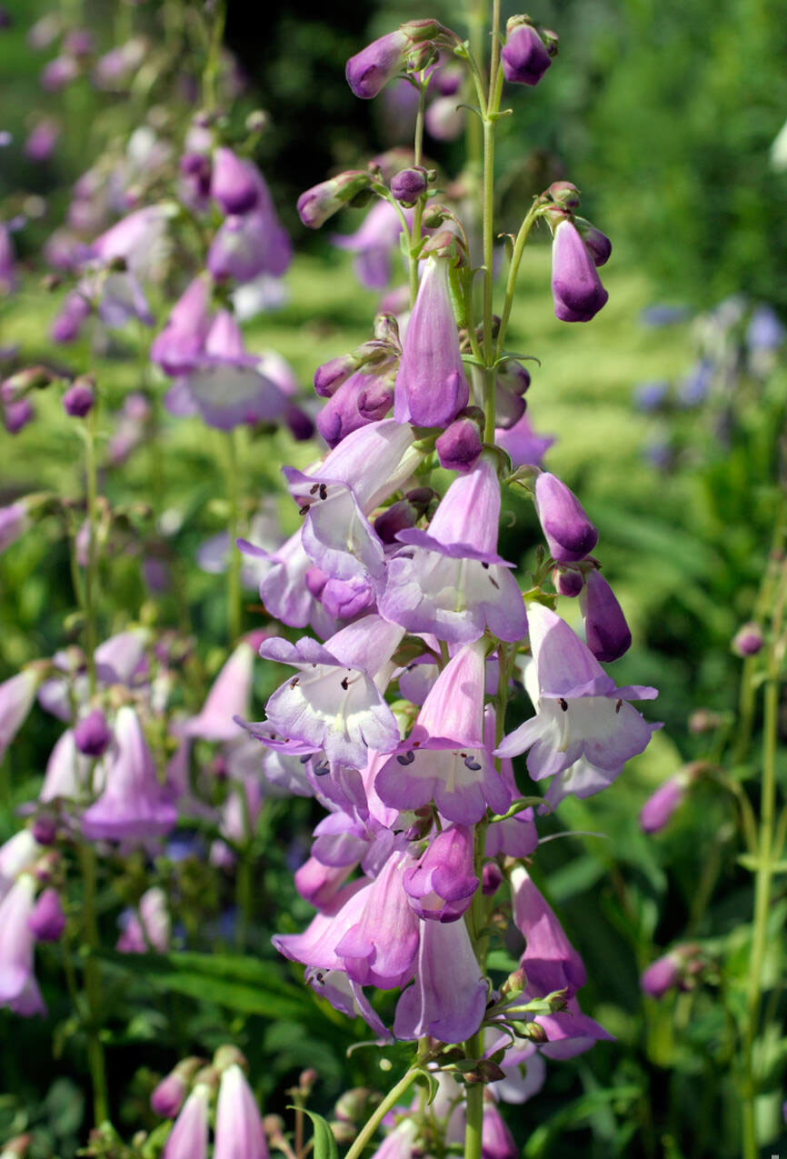 Penstemon ‘Alice Hindley’