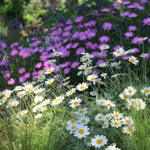 Anthemis punctata ssp. cupaniana