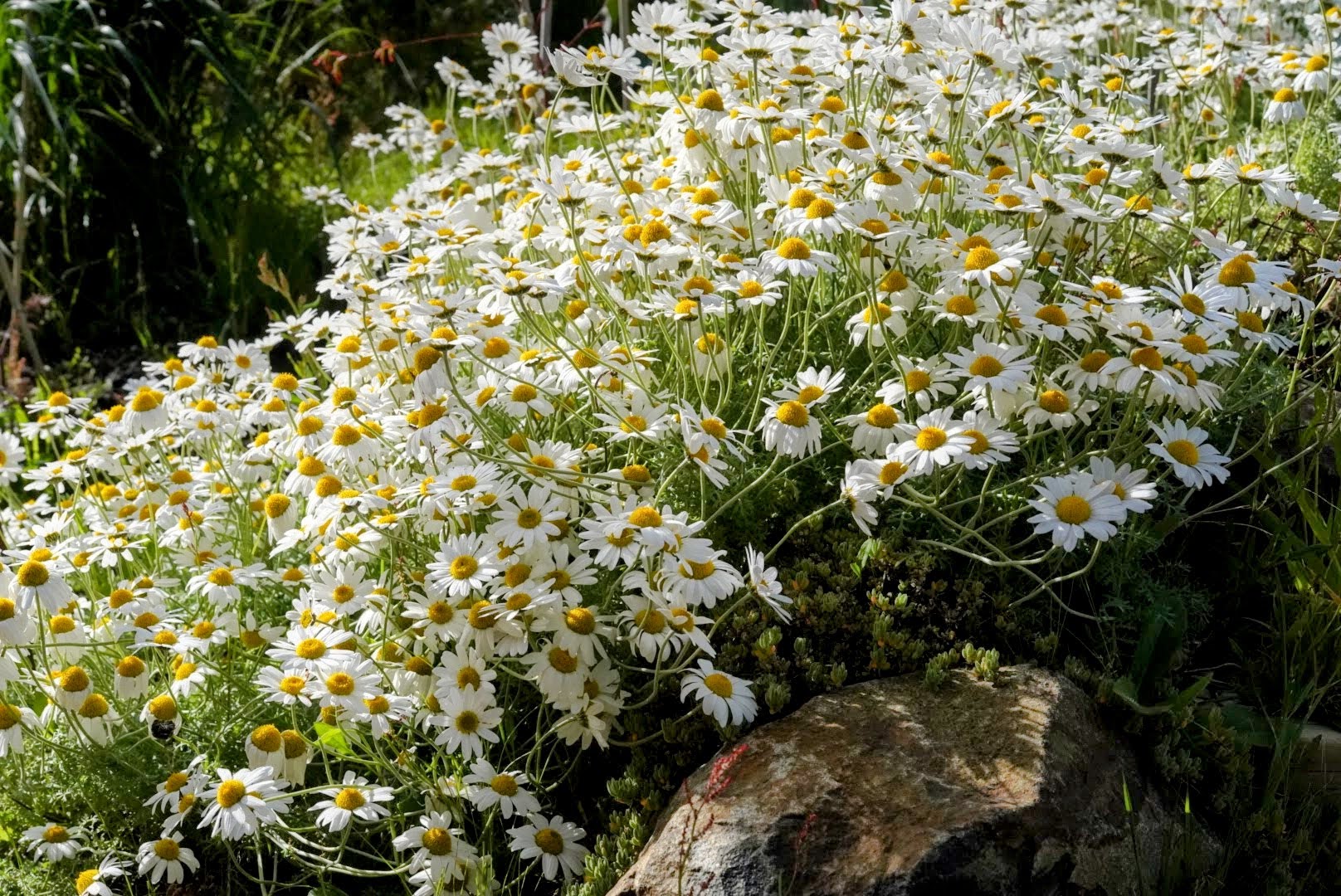Anthemis punctata ssp. cupaniana - Sicilian chamomile