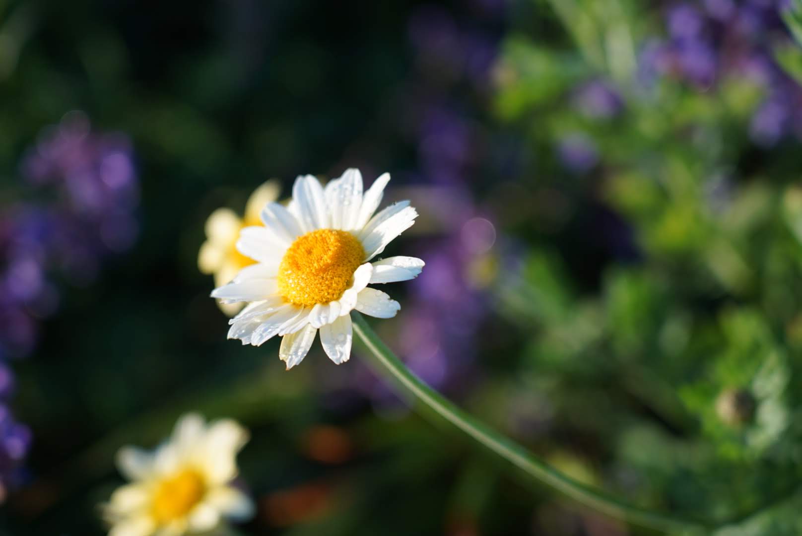 Anthemis ‘Susannah Mitchell’
