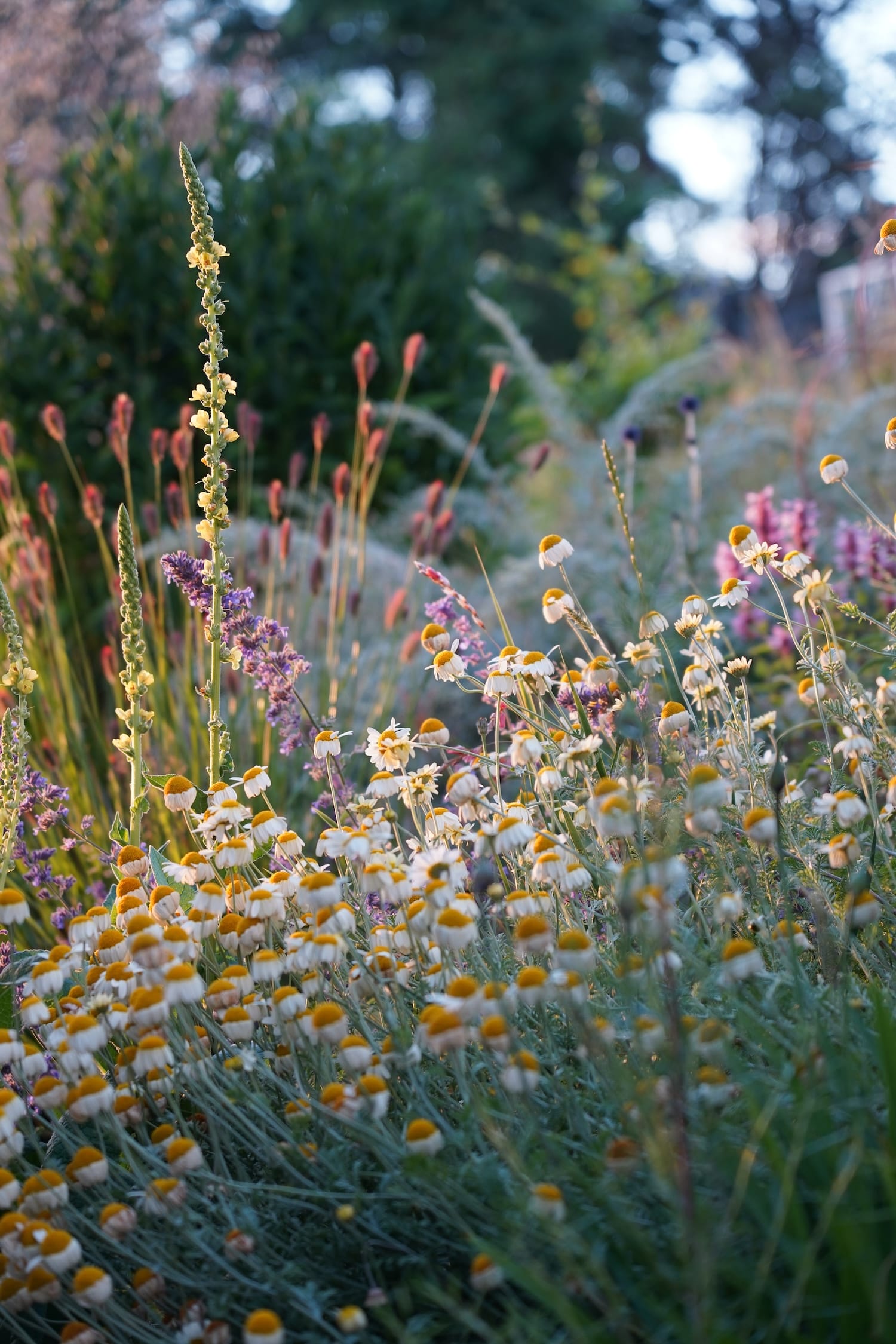 Anthemis ‘Susannah Mitchell’