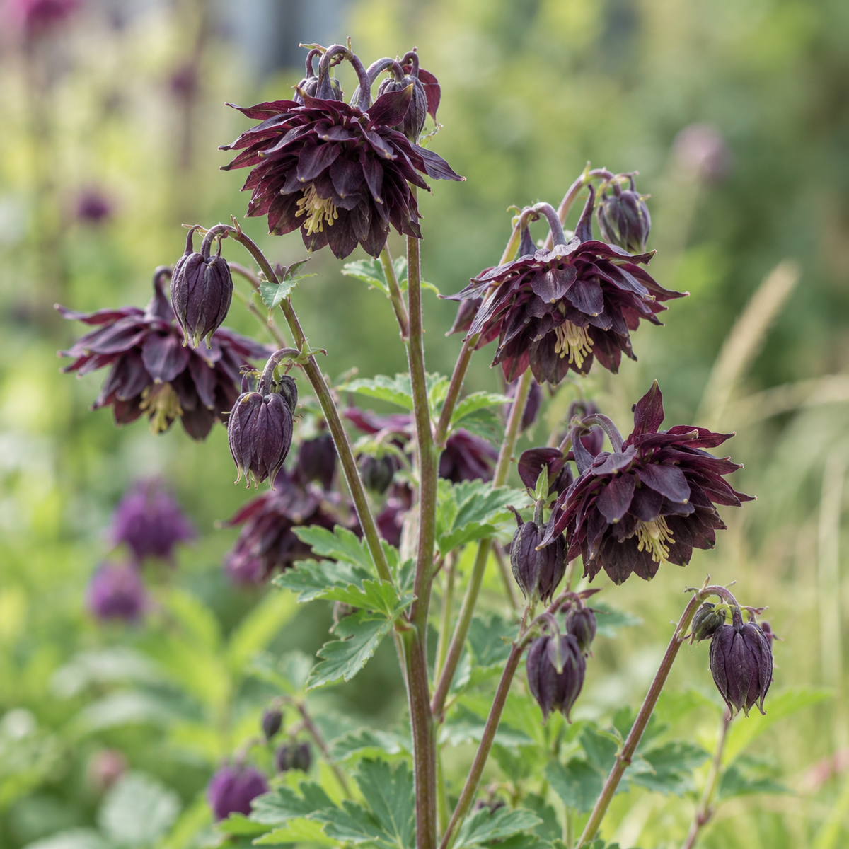 Aquilegia vulgaris ‘Black Barlow’