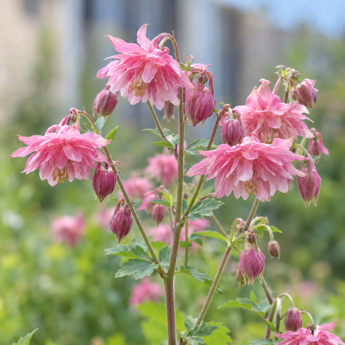 Aquilegia vulgaris var. stellata ‘Rose Barlow’