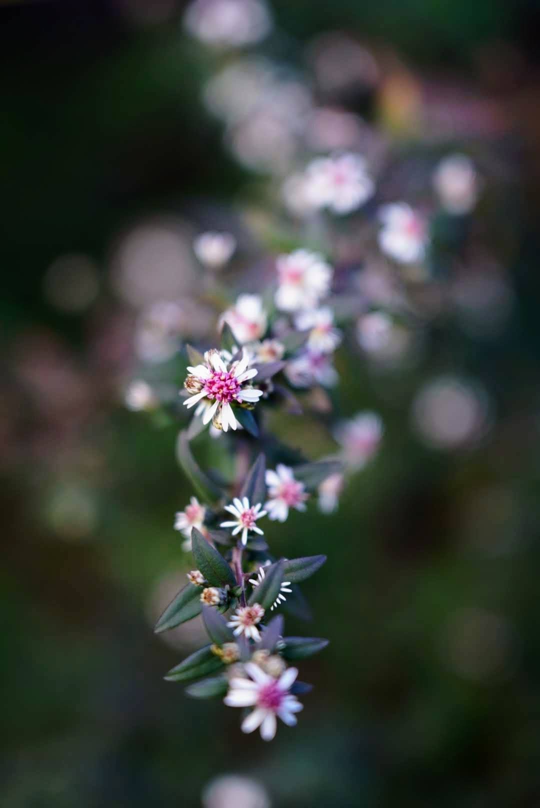 Aster lateriflorus ‘Lady in Black’