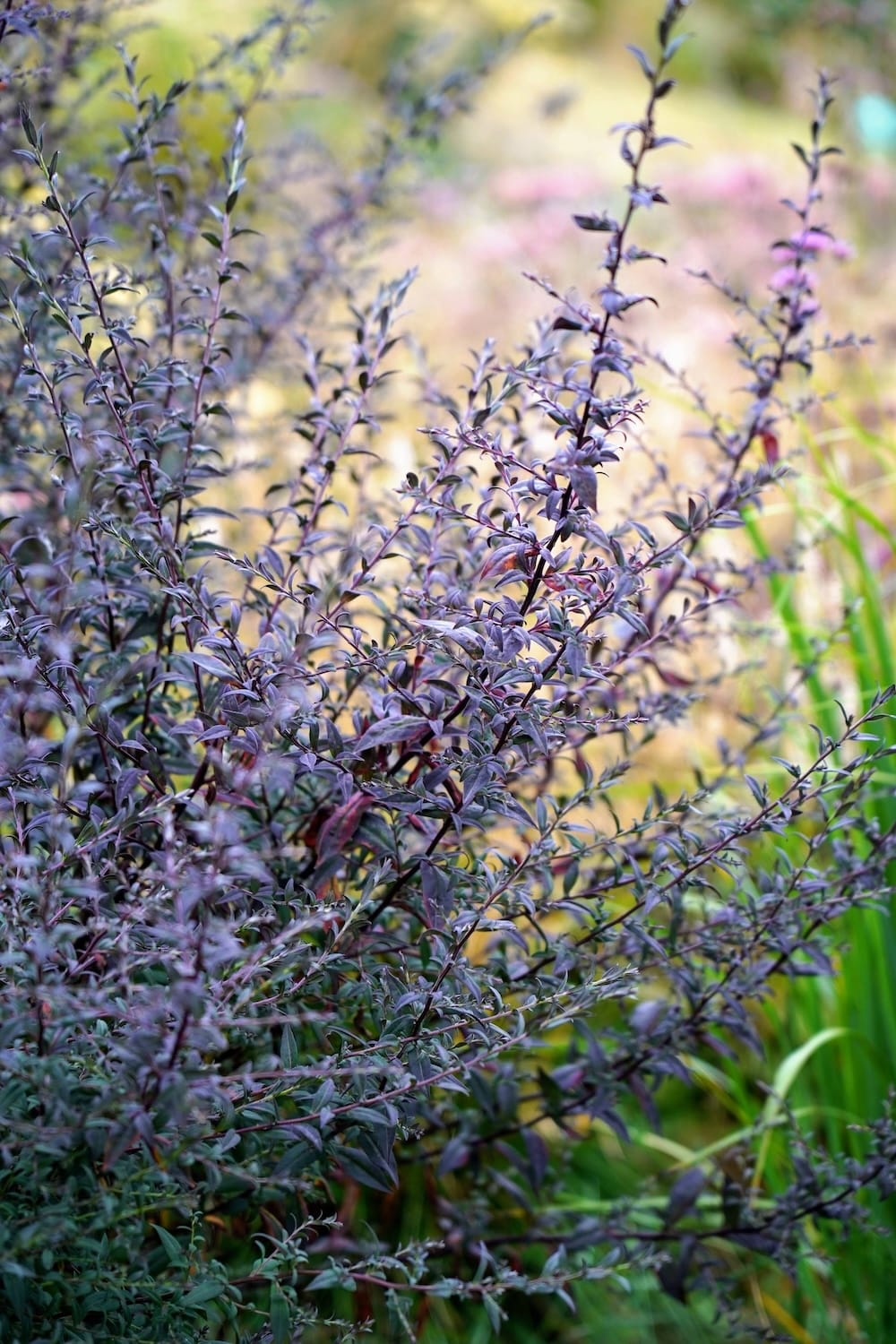 Aster lateriflorus ‘Lady in Black’