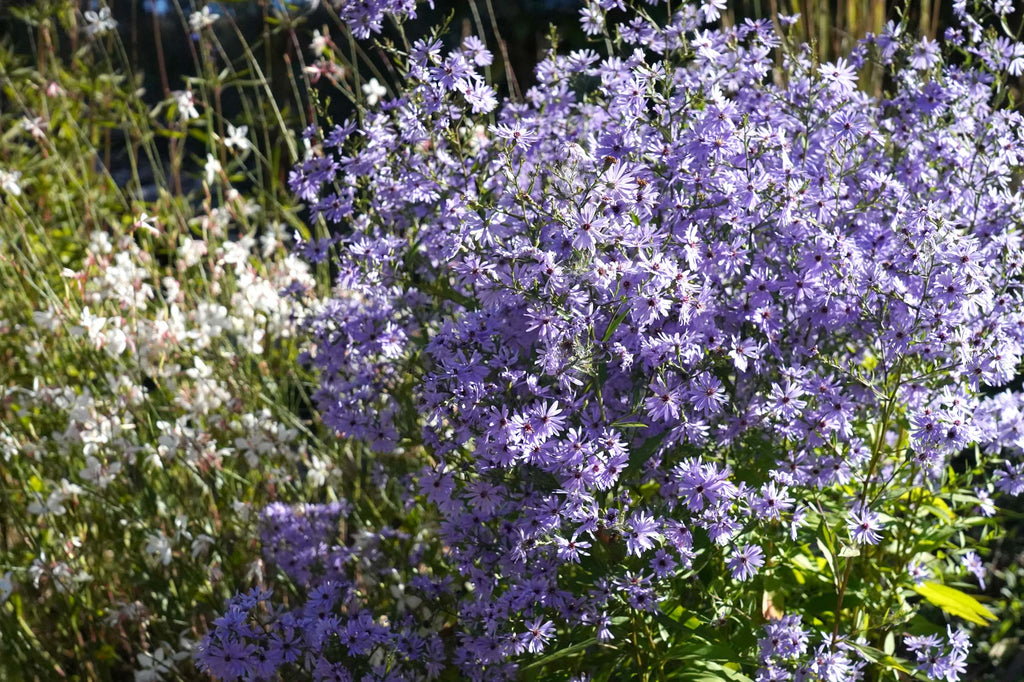 Aster 'Little Carlow'