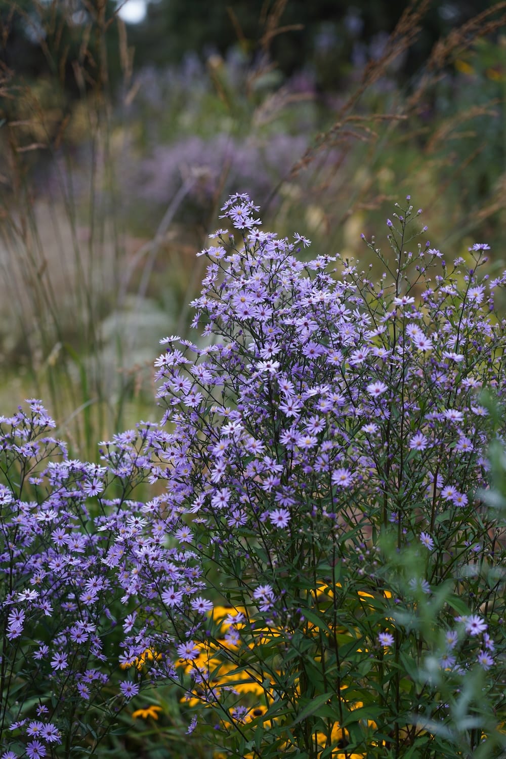 Aster 'Little Carlow'