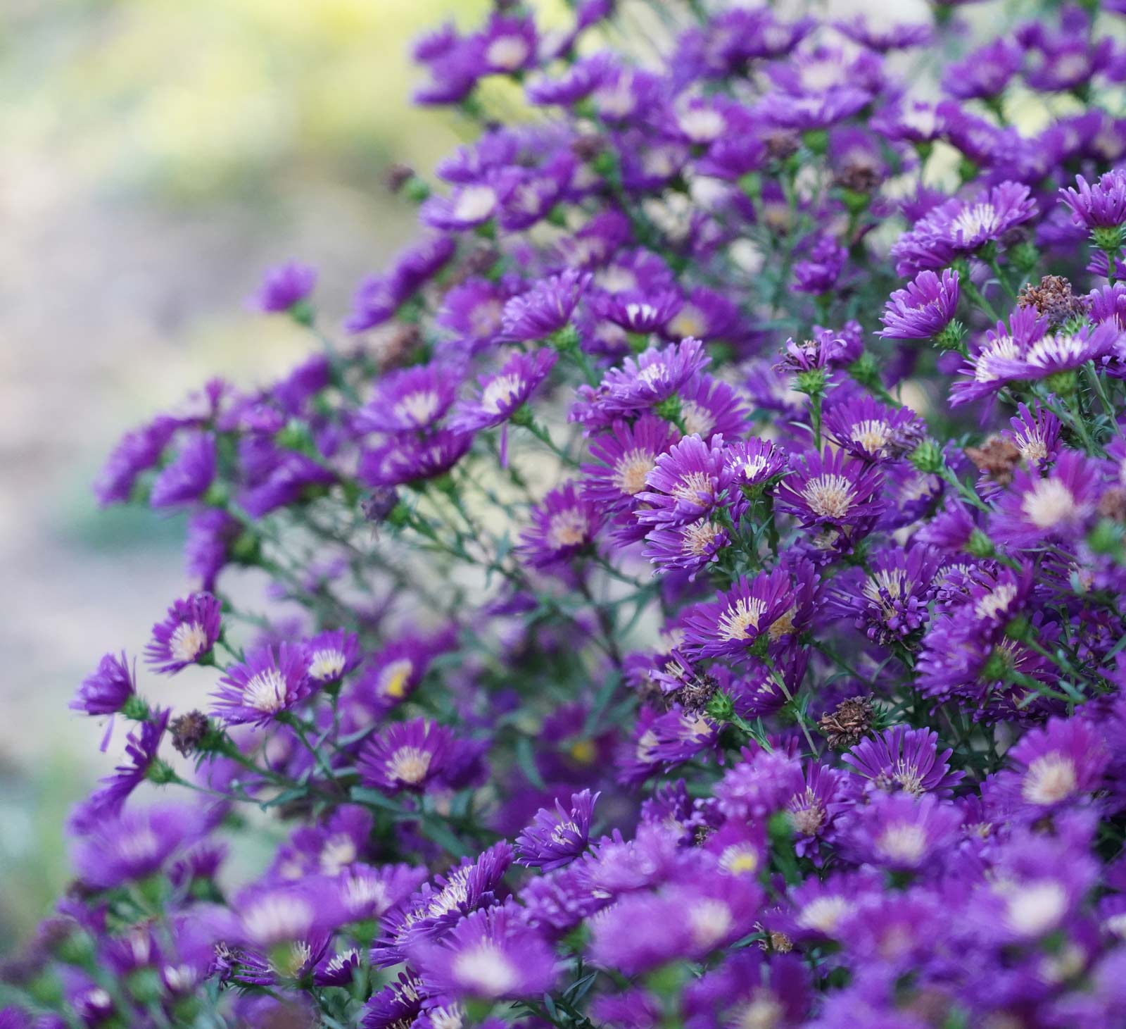 Aster dumosum 'Midnight Sky'