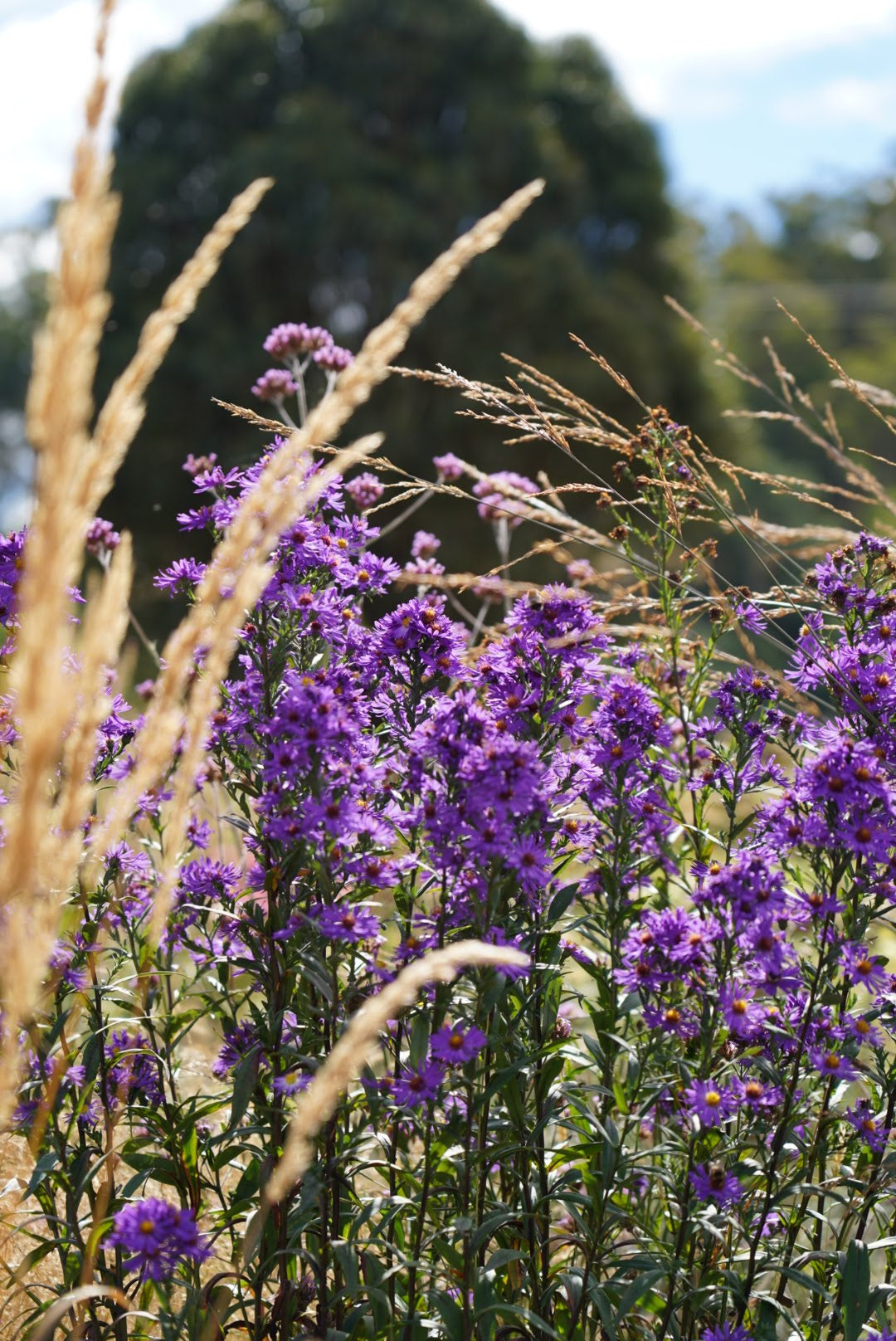 Aster laeve 'Orpheus'
