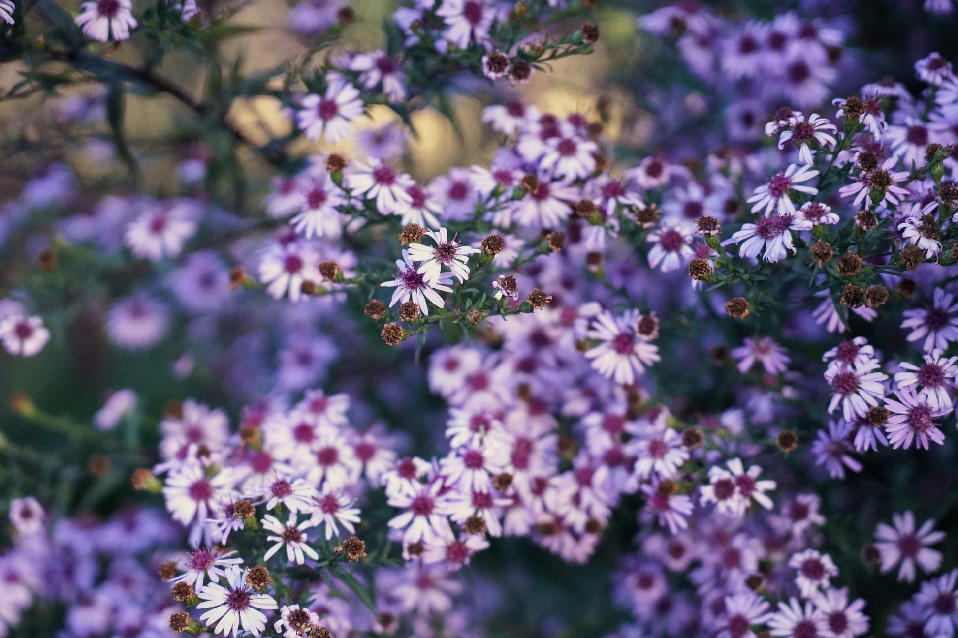 Aster (Symphyotrichum) 'Coombe Fishacre'
