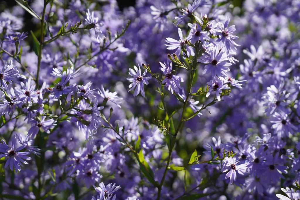 Aster 'Little Carlow'