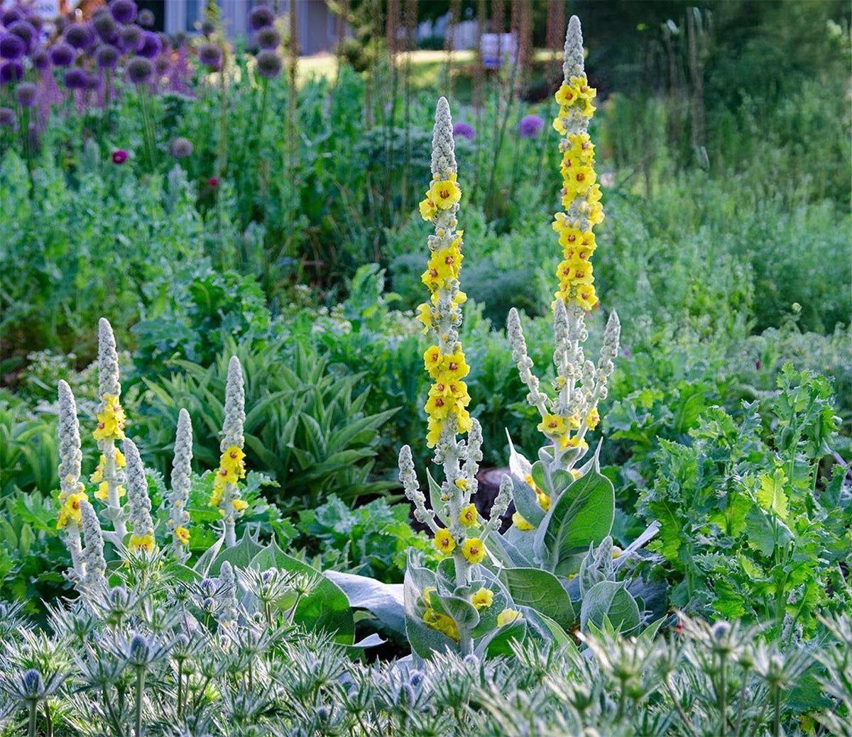 Verbascum bombyciferum 'Polar Summer'