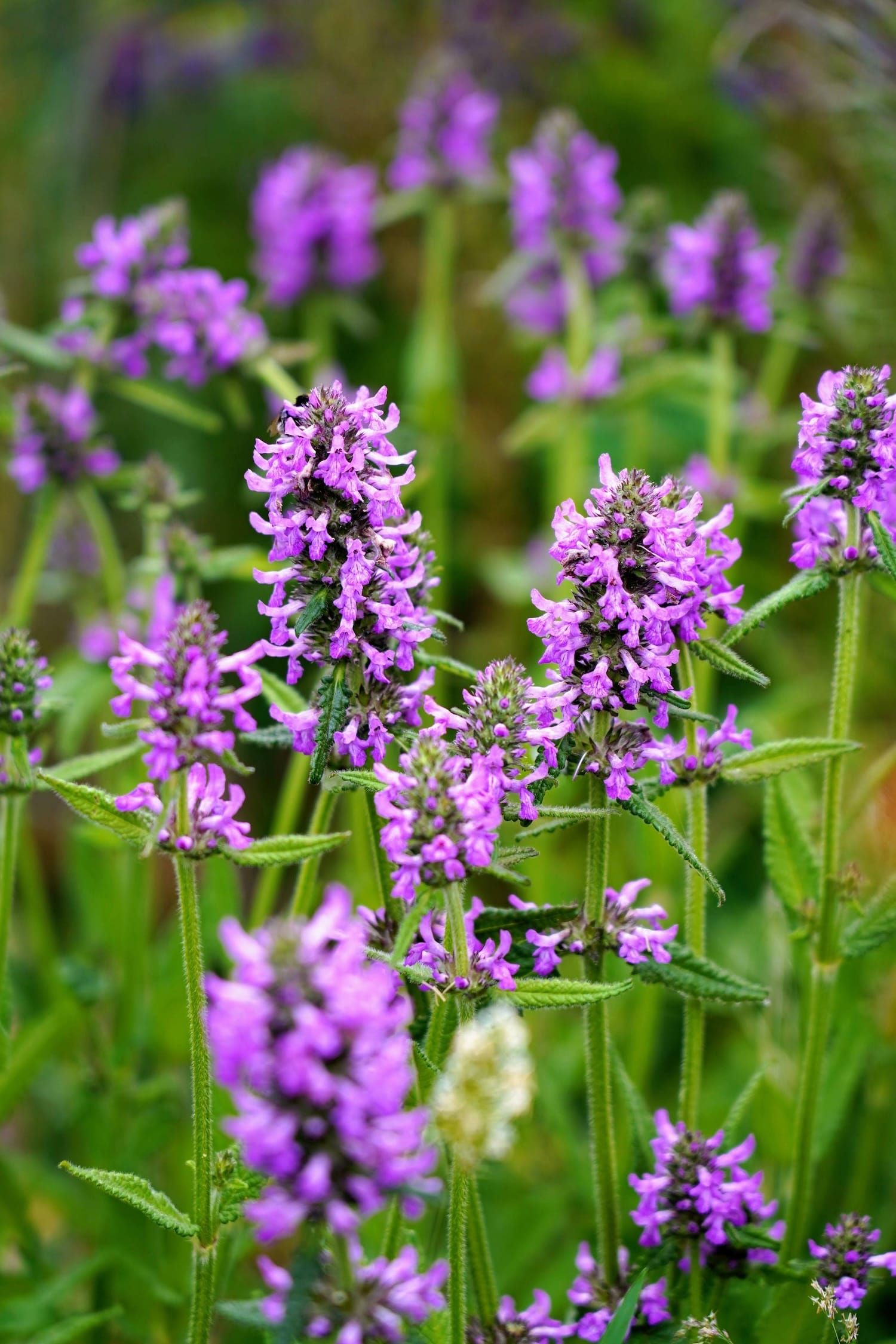 Betonica officinalis 'Hummelo'