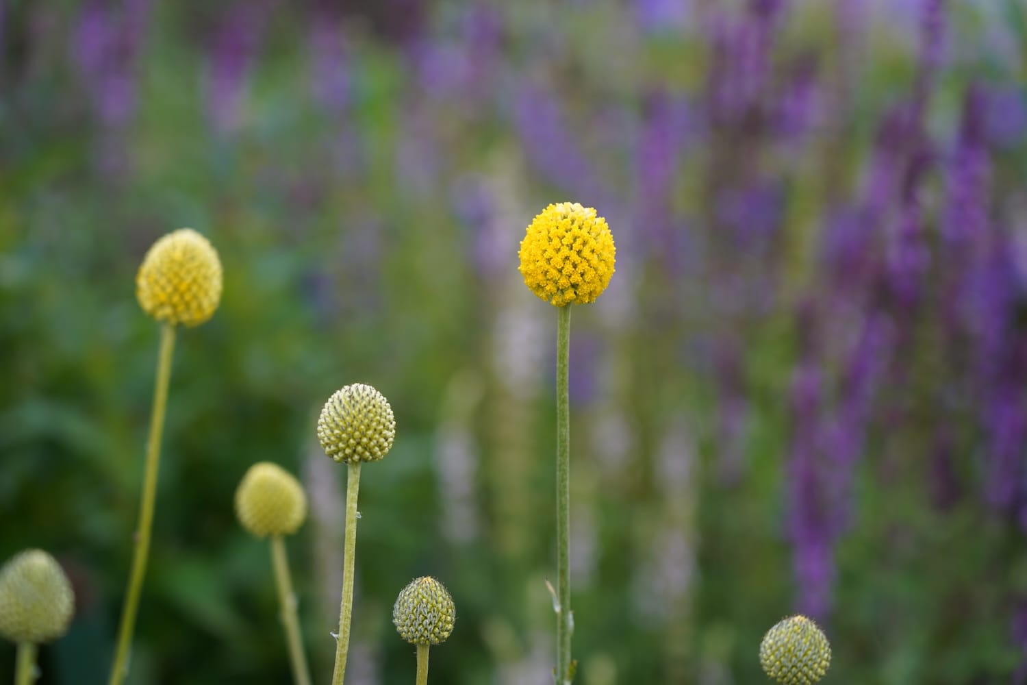 Pycnosorus globosus - Billy buttons