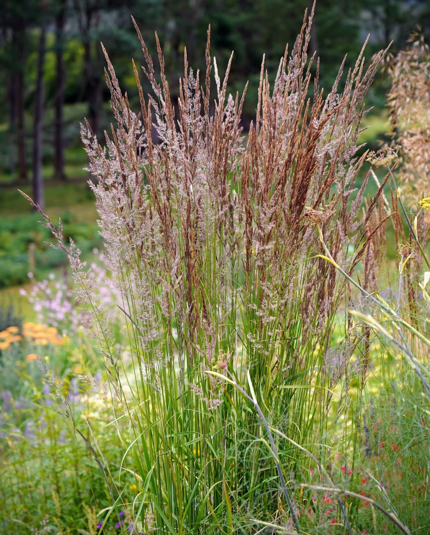 Calamagrostis 'Karl Foerster'