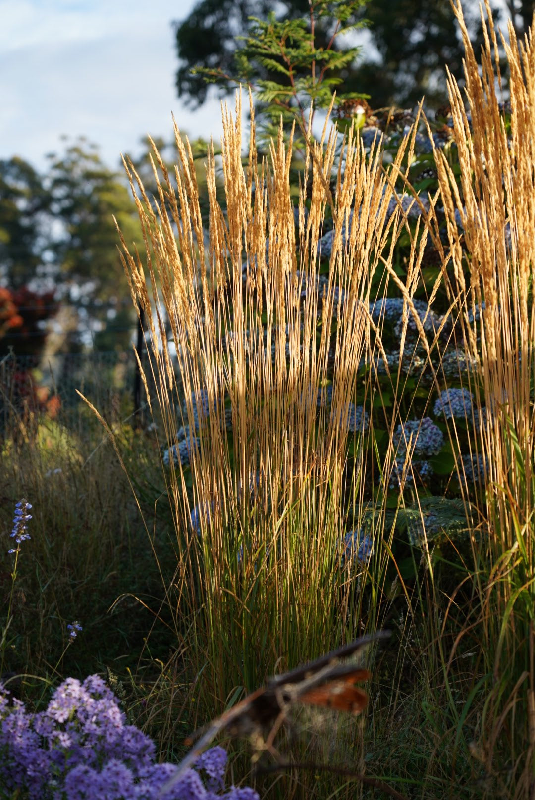 perennial ornamental grass calamagrostis karl foerster
