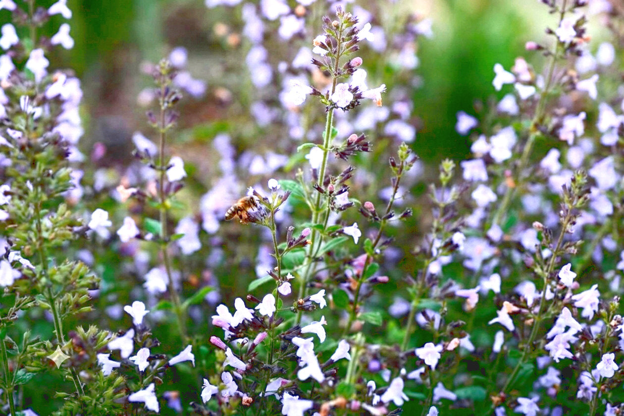 Calamintha nepeta ‘Blue Cloud'