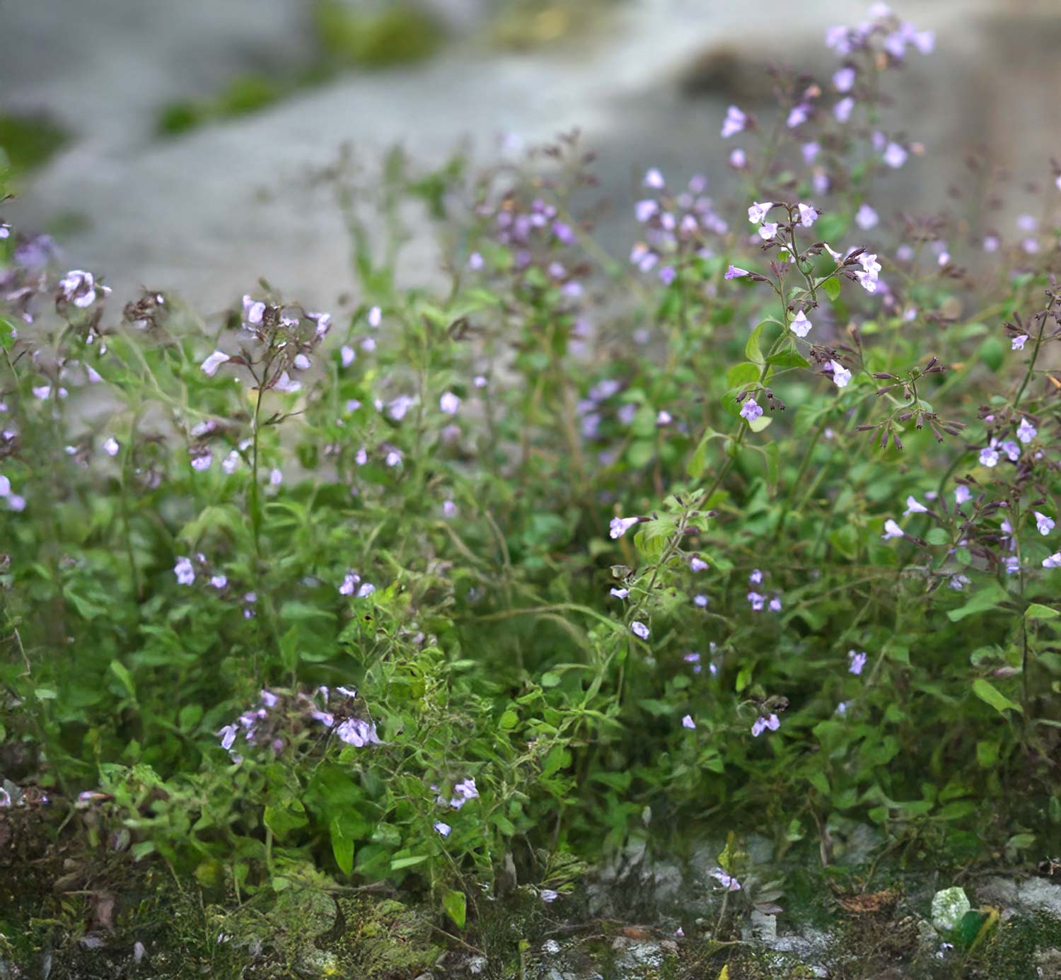 Calamintha nepeta ‘Blue Cloud'