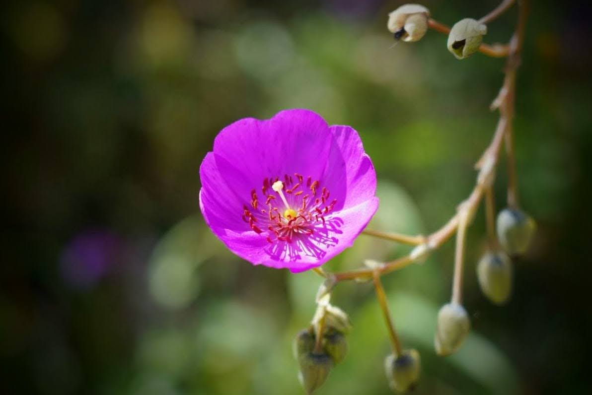Calandrinia spectabilis - Rock Purslane