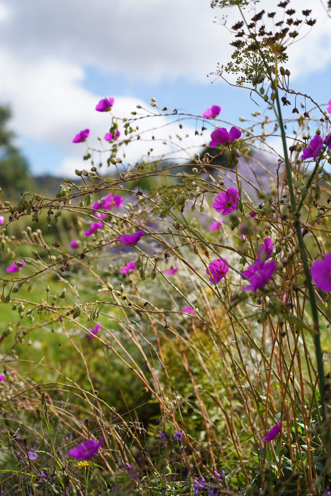 Calandrinia spectabilis - Rock Purslane