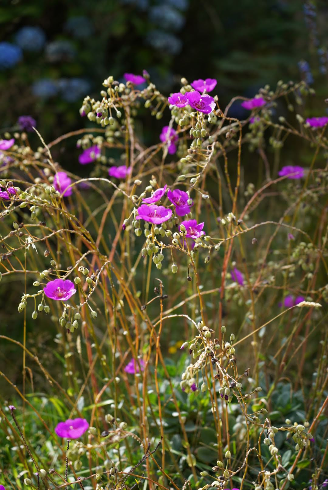 Calandrinia spectabilis - Rock Purslane
