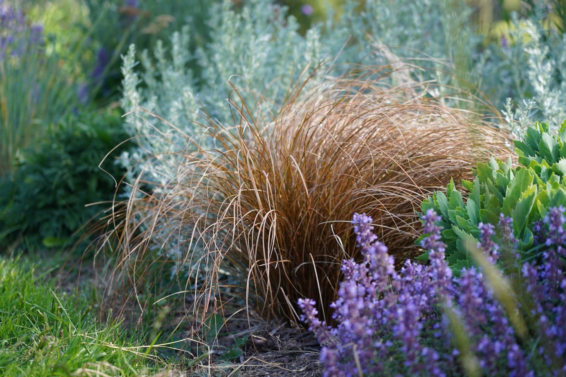 Carex 'Brunette'