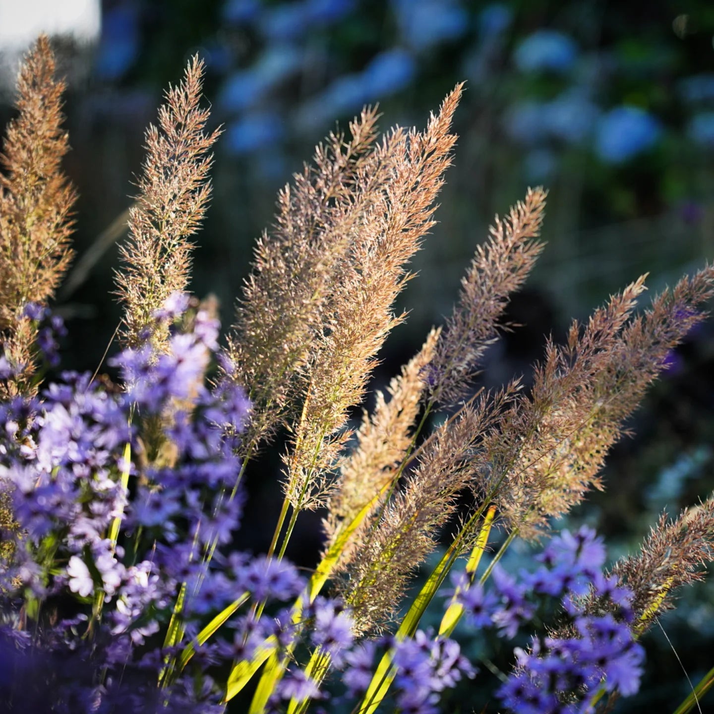Calamagrostis brachytricha - Korean Feather Reed Grass